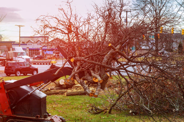 How Our Tree Care Process Works  in  Redwater, TX