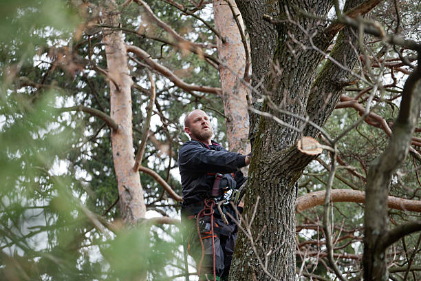 Redwater, TX Tree Removal Services Company